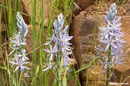 Image of Cusick's camas