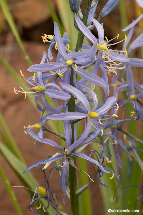 Image of Cusick's camas