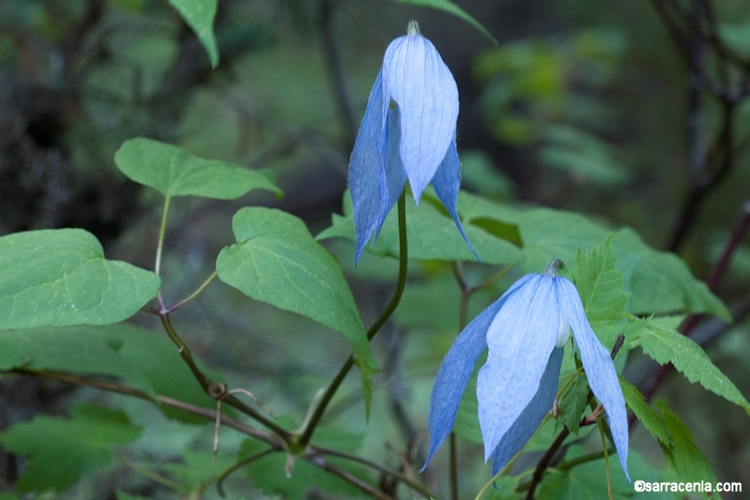 Sivun Clematis occidentalis (Hornem.) DC. kuva