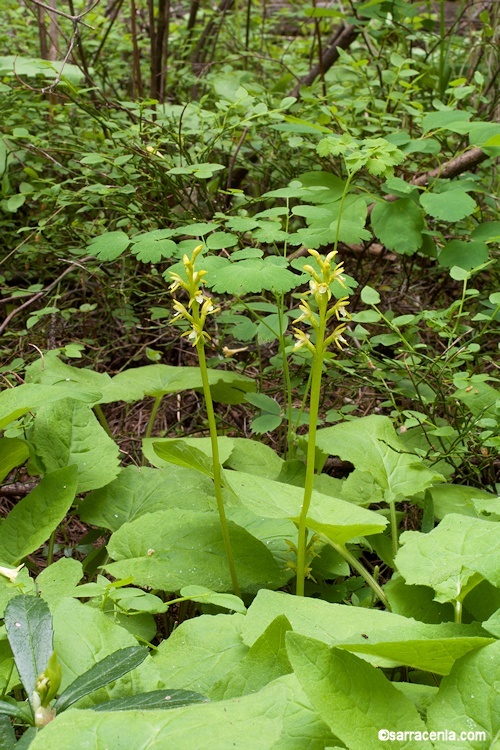 Image of Yellow coralroot