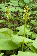 Image of Yellow coralroot