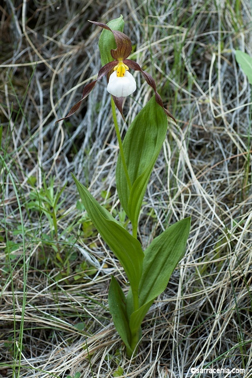 Imagem de Cypripedium montanum Douglas ex Lindl.