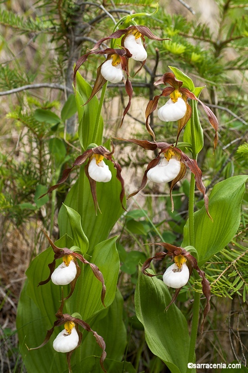 Imagem de Cypripedium montanum Douglas ex Lindl.