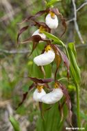 Imagem de Cypripedium montanum Douglas ex Lindl.