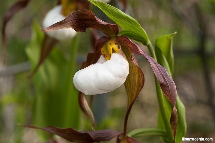 Imagem de Cypripedium montanum Douglas ex Lindl.