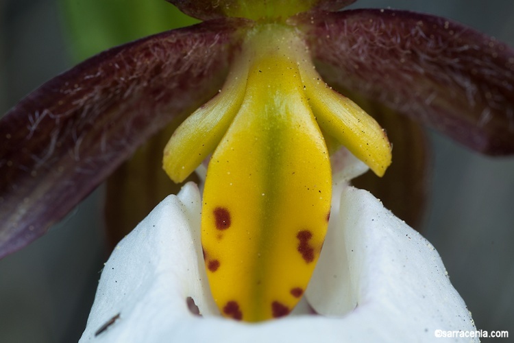 Imagem de Cypripedium montanum Douglas ex Lindl.