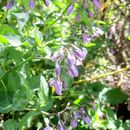 Imagem de Solanum dulcamara L.