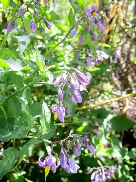 Image of bittersweet, woody nightshade