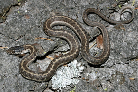 Image of Terrestrial (Wandering) Garter Snake