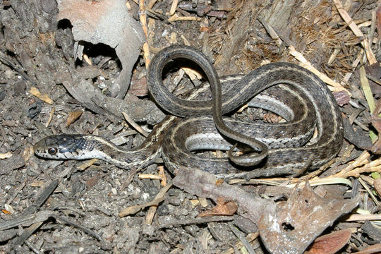 Image of Terrestrial (Wandering) Garter Snake