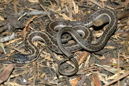 Image of Terrestrial (Wandering) Garter Snake