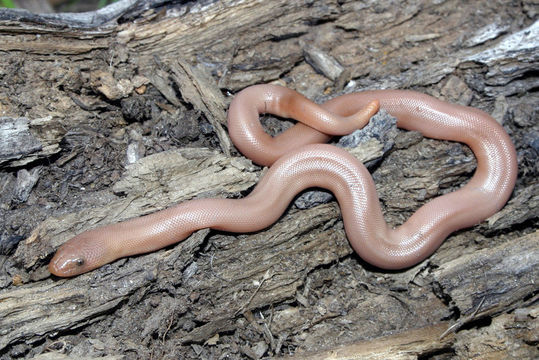 Image of Northern Rubber Boa