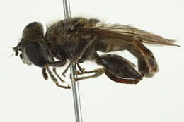 Image of Eristalini