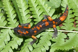 Image de Ensatina eschscholtzii Gray 1850