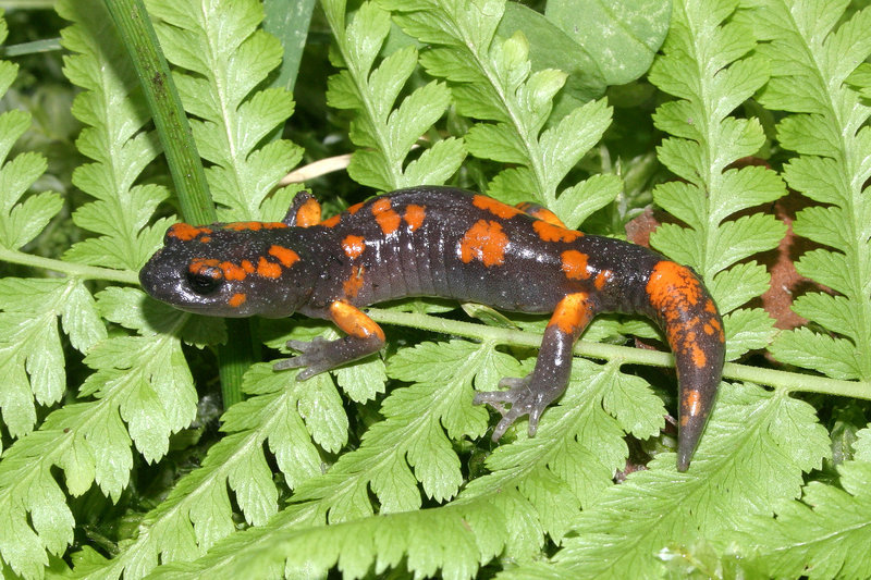 Image de Ensatina eschscholtzii Gray 1850