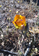 Image of Arroyo de la Cruz mariposa lily