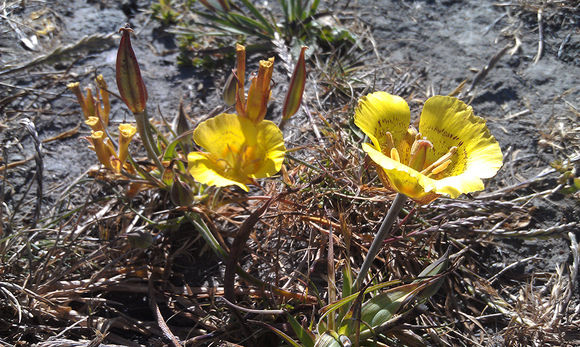 Image of yellow mariposa lily