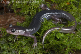 Image of Plethodon metcalfi Brimley 1912