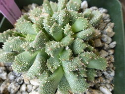 Image of Aloinopsis luckhoffii (L. Bol.) L. Bol.