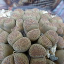 Imagem de Lithops localis (N. E. Br.) Schwant.