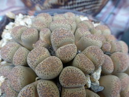 Image of Lithops localis (N. E. Br.) Schwant.