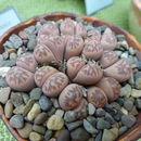 Imagem de Lithops marmorata (N. E. Br.) N. E. Br.