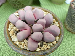 Plancia ëd Lithops meyeri L. Bol.