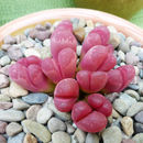 Image of Lithops optica (Marloth) N. E. Br.