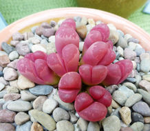 Image of Lithops optica (Marloth) N. E. Br.