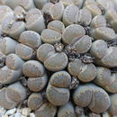 Imagem de Lithops salicola L. Bol.