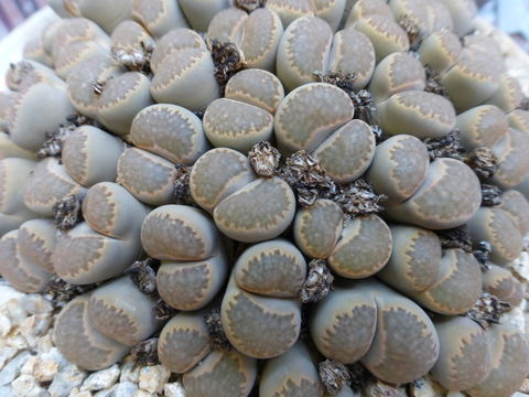 Image of Lithops salicola L. Bol.