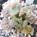 Imagem de Titanopsis calcarea (Marloth) Schwant.