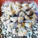 Image of Titanopsis hugo-schlechteri (Tisch.) Dinter & Schwant.