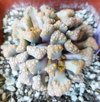 Imagem de Titanopsis hugo-schlechteri (Tisch.) Dinter & Schwant.