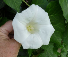 Image of Large Bindweed