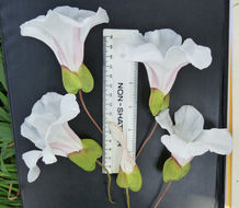 Image of Large Bindweed