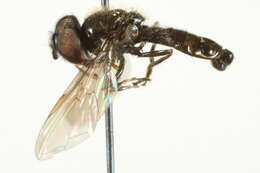 Image of Neocnemodon