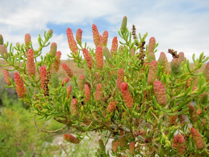 Image of black greasewood