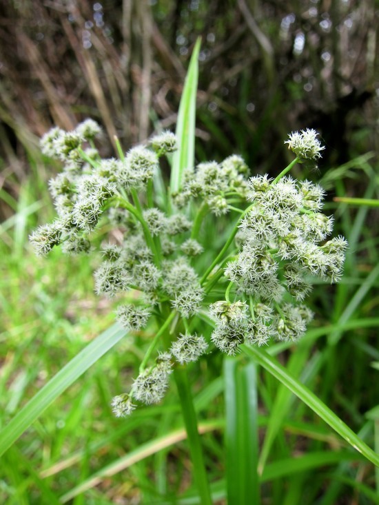 Image of panicled bulrush