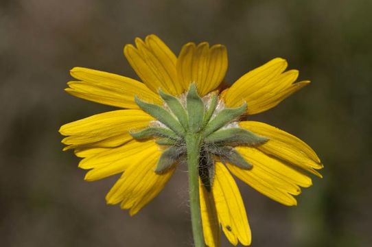 Image de Amblyolepis setigera DC.