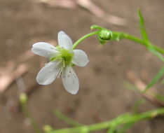 Plancia ëd Arenaria paludicola Robinson