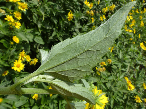 Image of <i>Verbesina encelioides</i> ssp. <i>exauriculata</i>