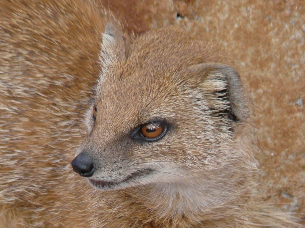 Image of Yellow Mongoose