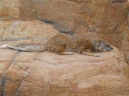 Image of Yellow Mongoose