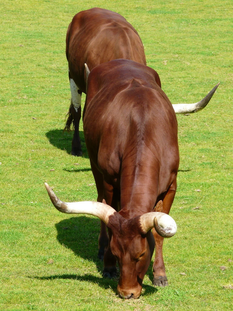 Image of Cow