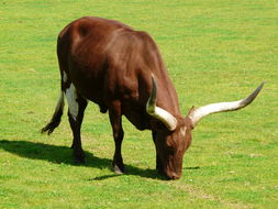 Image of Cow