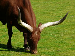 Image of Cow