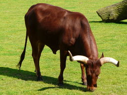 Image of Cow