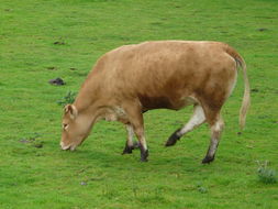 Image of Cow