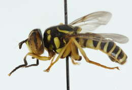 Image of Spilomyia